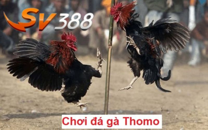 Đá Gà Thomo - Sân Chơi Gà Chọi Uy Tín Hàng Đầu Hiện Nay