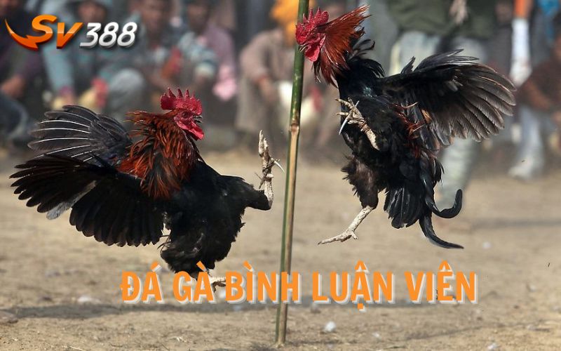 Trực Tiếp Đá Gà Bình Luận Viên Hấp Dẫn Nhất Hiện Nay