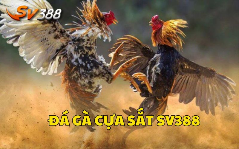 Kinh Nghiệm Đá Gà Cựa Sắt Đỉnh Cao Tại Nhà Cái SV388