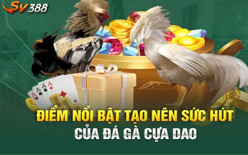 Đặc điểm nổi bật đá gà thu hút mọi cược thủ