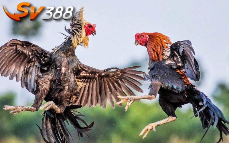 Bật Mí Mẹo Chơi Đá Gà Sinh Lời Khủng Tại Nhà Cái Sv388