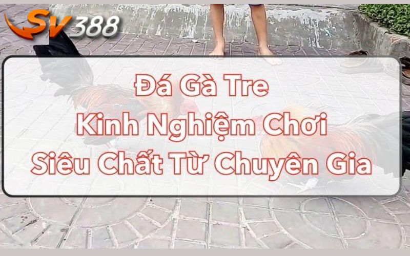 Những kinh nghiệm chơi cược gà tre hiệu quả cho tân thủ 