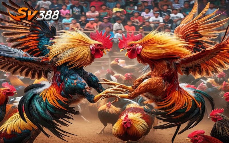 Hướng dẫn tham gia đá gà trực tuyến tại nhà cái uy tín SV388