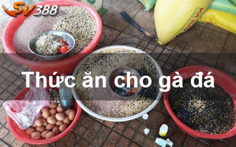 Thức Ăn Cho Gà Đá - Bí Quyết Nuôi Dưỡng Chiến Kê Bất Bại