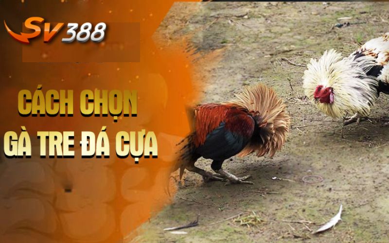 Tiêu chí lựa chọn gà tre đá cược tại nhà cái 